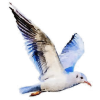 Seagull - Rascunhos - 