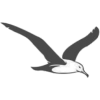 Seagull - Ilustracje - 