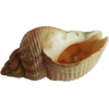 Sea shell - 小物 - 