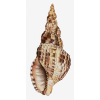 Seashell - Moje fotografie - 