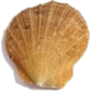 Seashells - Предметы - 