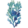 Seaweed - Ilustrationen - 