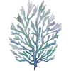 Seaweed - Ilustrationen - 
