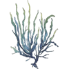 Seaweed - Illustrations - 