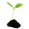 Seedling - Rośliny - 