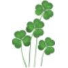 Shamrocks - Ilustracje - 