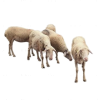 Sheep - Tiere - 