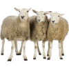 Sheep - Živali - 