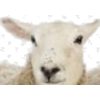 Sheep - Животные - 