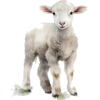 Sheep - Rascunhos - 