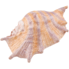 Shell - Items - 