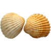 Shell - Items - 