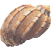 Shell - Items - 