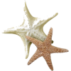 Shells Starfish - Objectos - 