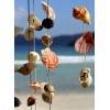 Shells - Background - 