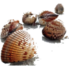 Shells - Predmeti - 