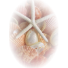 Shells - Objectos - 