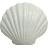 Shells - Nature - 