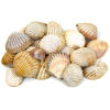 Shells - Natural - 