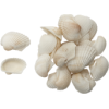 Shells - Natur - 