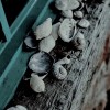 Shells on the windowsill - Здания - 