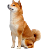 Shiba Inu dog - Tiere - 