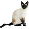 Siamese Cat - 動物 - 