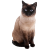 Siamese Cat - 動物 - 