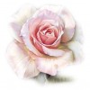 Single Pale Rose - Uncategorized - 