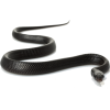 Snake - Uncategorized - 