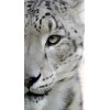 Snow Leopard - Uncategorized - 