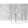 Snow Scene - Nature - 