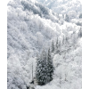Snow - Natureza - 