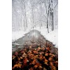 Snow in an autumn forest - Natur - 