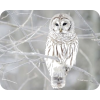 Snow owl - Natural - 