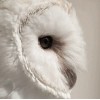 Snowy white owl - Animals - 