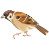 SparrowBird - Uncategorized - 