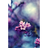 Spring Pic - Background - 