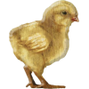 Spring Chick - Illustrations - 