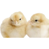 Spring Chicks - 插图 - 