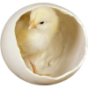 Spring Egg Chick - Illustraciones - 