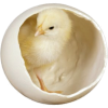 Spring Egg Chick - Illustrations - 