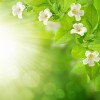 Spring background - Pflanzen - 