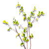 Spring branch - Plantas - 