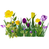 Spring floral - Растения - 
