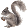 Squirrel - 动物 - 