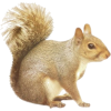Squirrel - Tiere - 