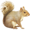 Squirrel - 動物 - 