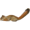 Squirrel - Životinje - 