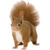 Squirrel - Tiere - 